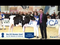 Campeonato de terneras y novillas y gran final