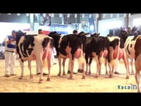 Vacas hasta 30 meses