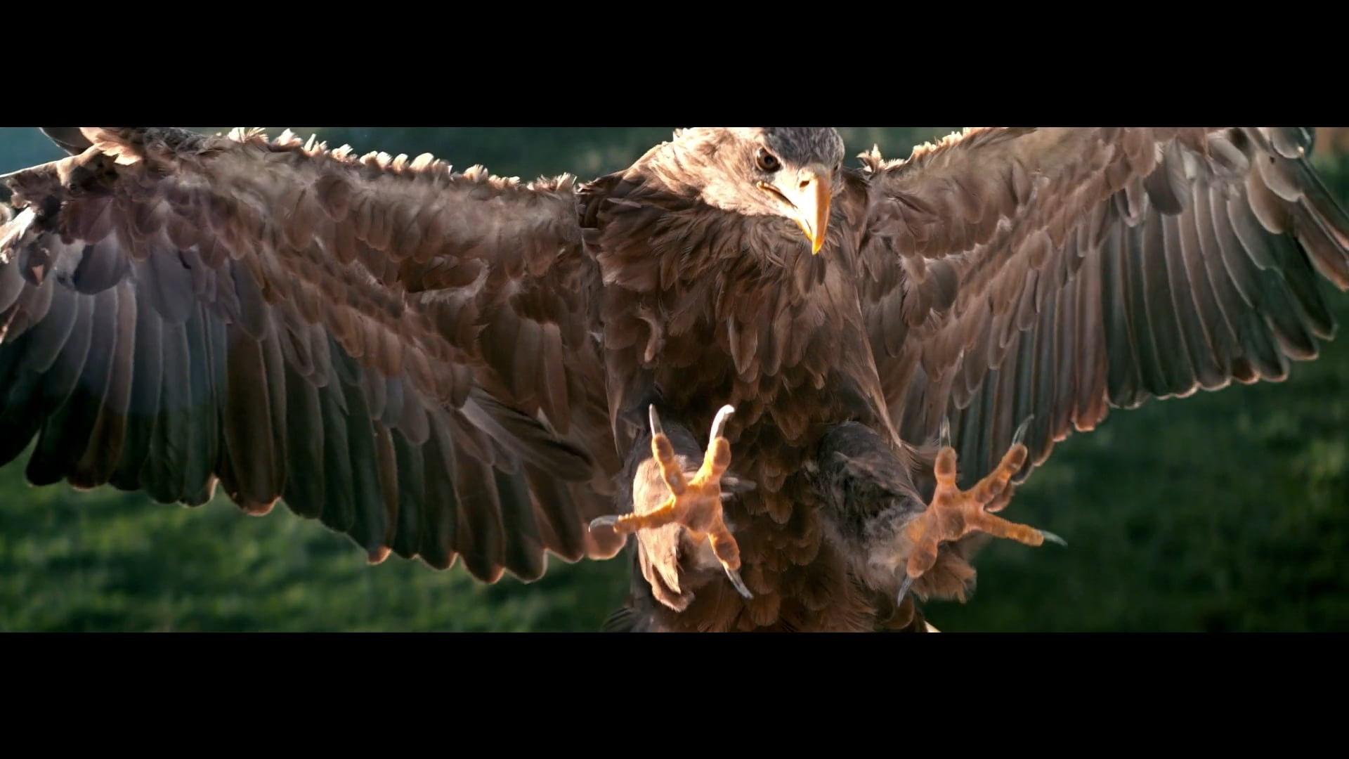 Fiat - Free Like a Bird