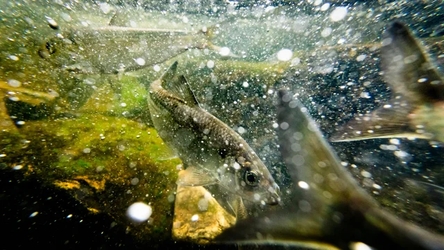 Fish passes can reconnect species with habitats blocked by dams