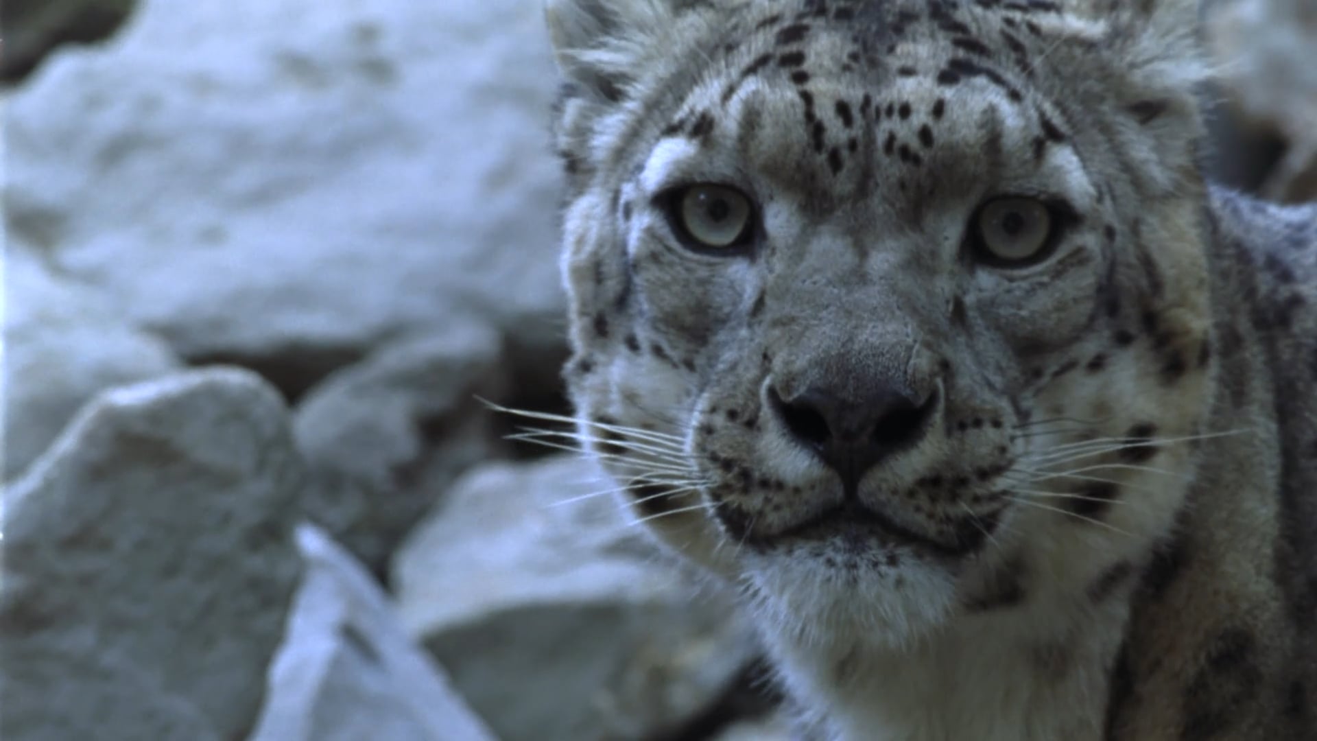 Living with Snow Leopards: Tashi's Story