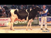 Vacas de 31 a 35 meses