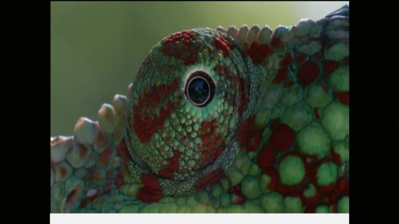 Mike Gunton, Naturist &amp; Television Producer (EG4)