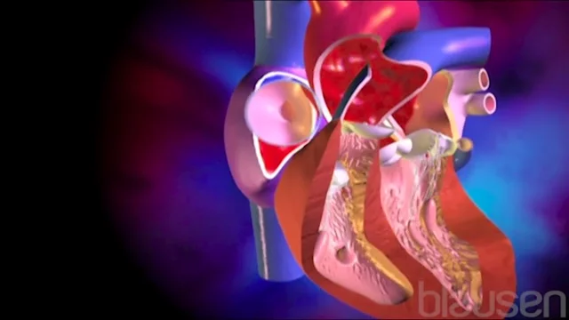 fetal heart