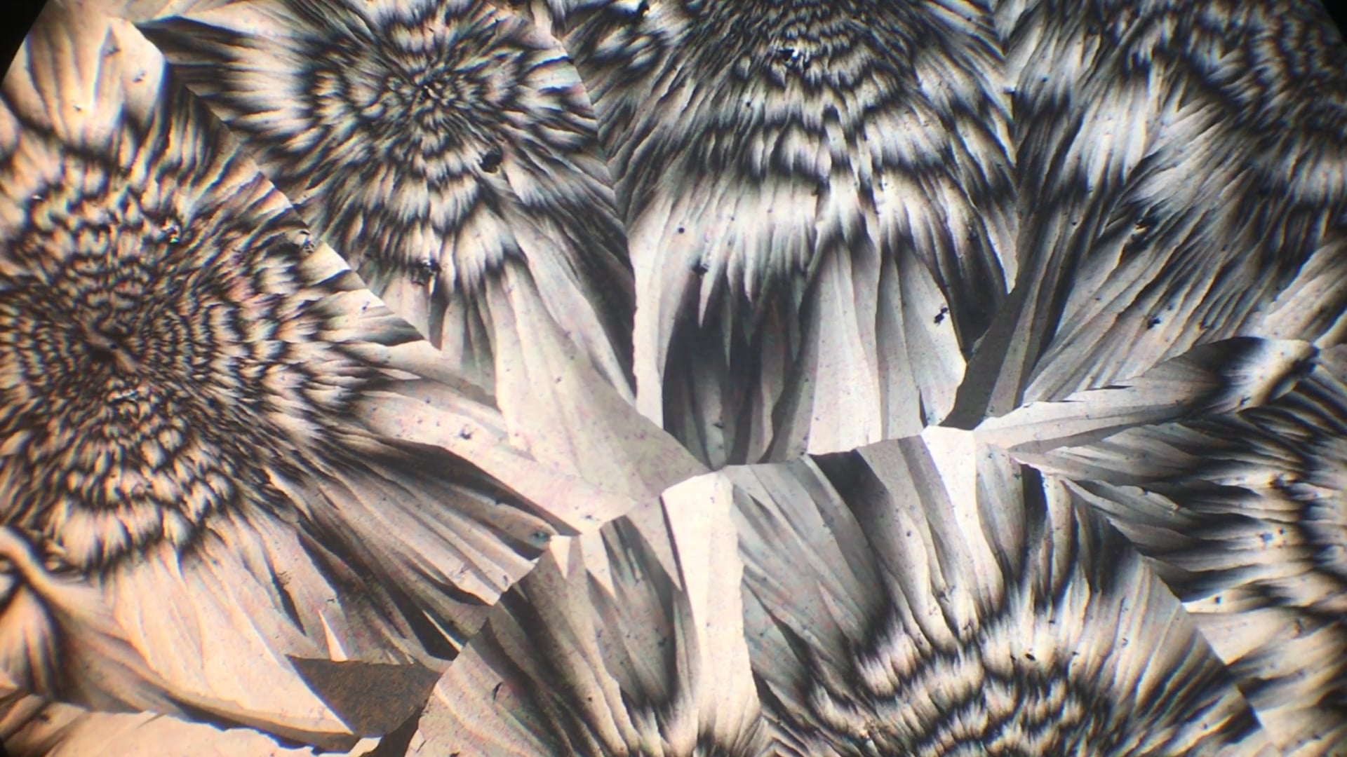 Crystallization of Ferrous Sulfate Heptahydrate