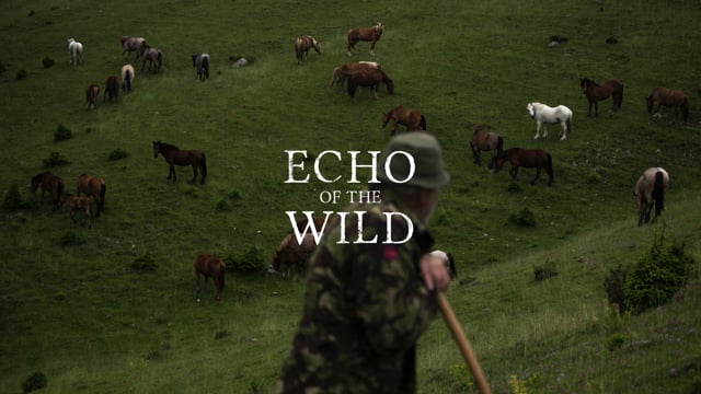 Echo of the Wild