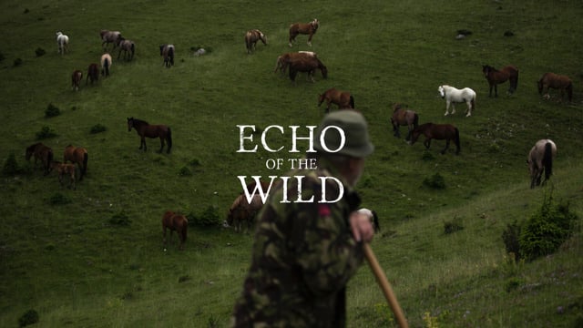 Echo of the Wild