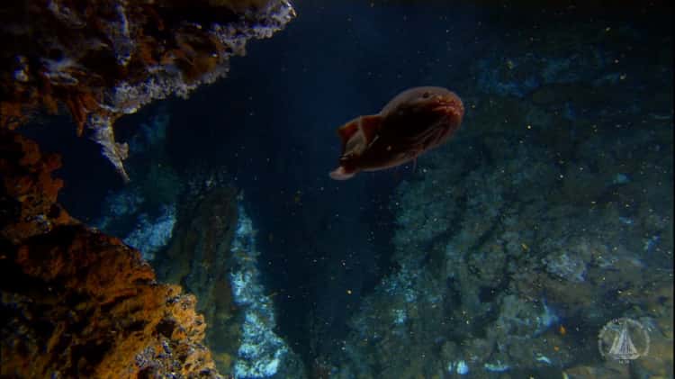 Reef Fish - Woods Hole Oceanographic Institution