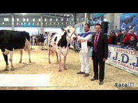 Campeonato de vacas y gran final