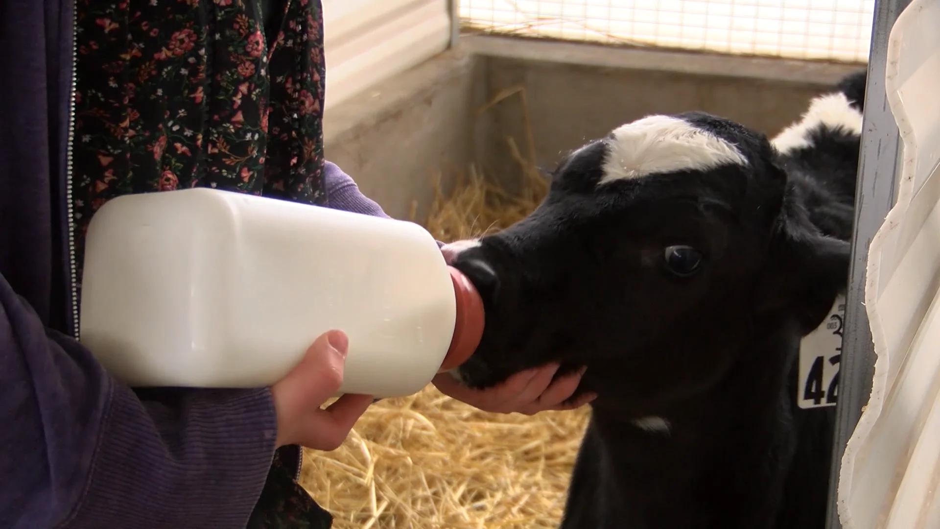 New Milk Routes Help Local Dairy Farms on Vimeo