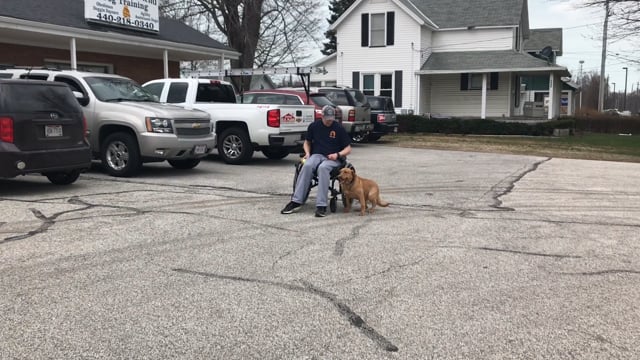 Yellow Lab Trained as Service Dog