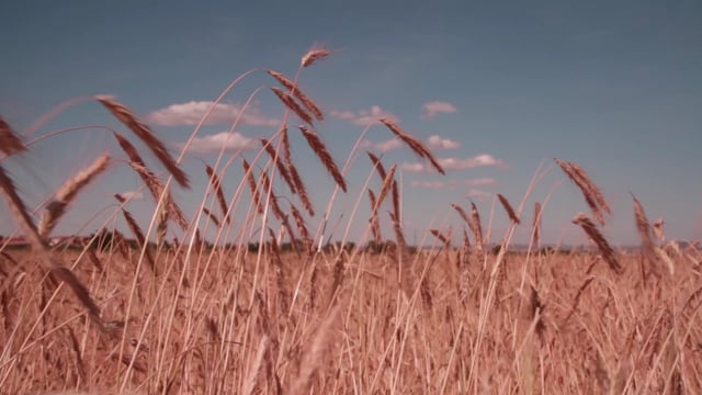 90以上の無料小麦 農業動画 Hd 4kクリップ Pixabay