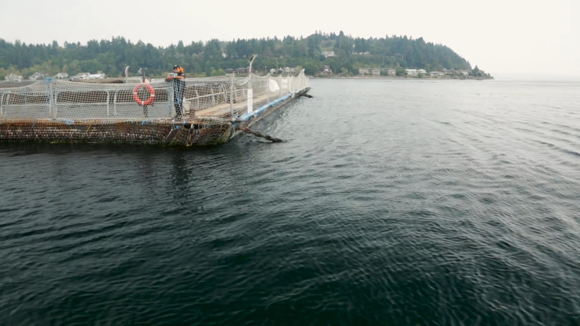 Atlantic Salmon Farm Feedlots - Call To Action!  Wild Salmon Nation