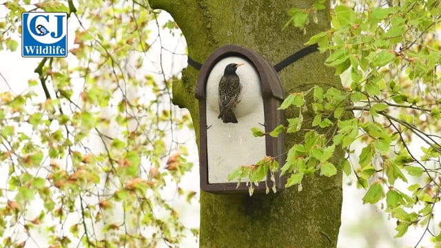 CJ Wildlife Woodstone Starling Nest Box