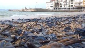 Milers de Barquetes de Sant Pere a la Platja de l'Escala