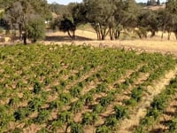 Zinfandel Stories: Sierra Foothills