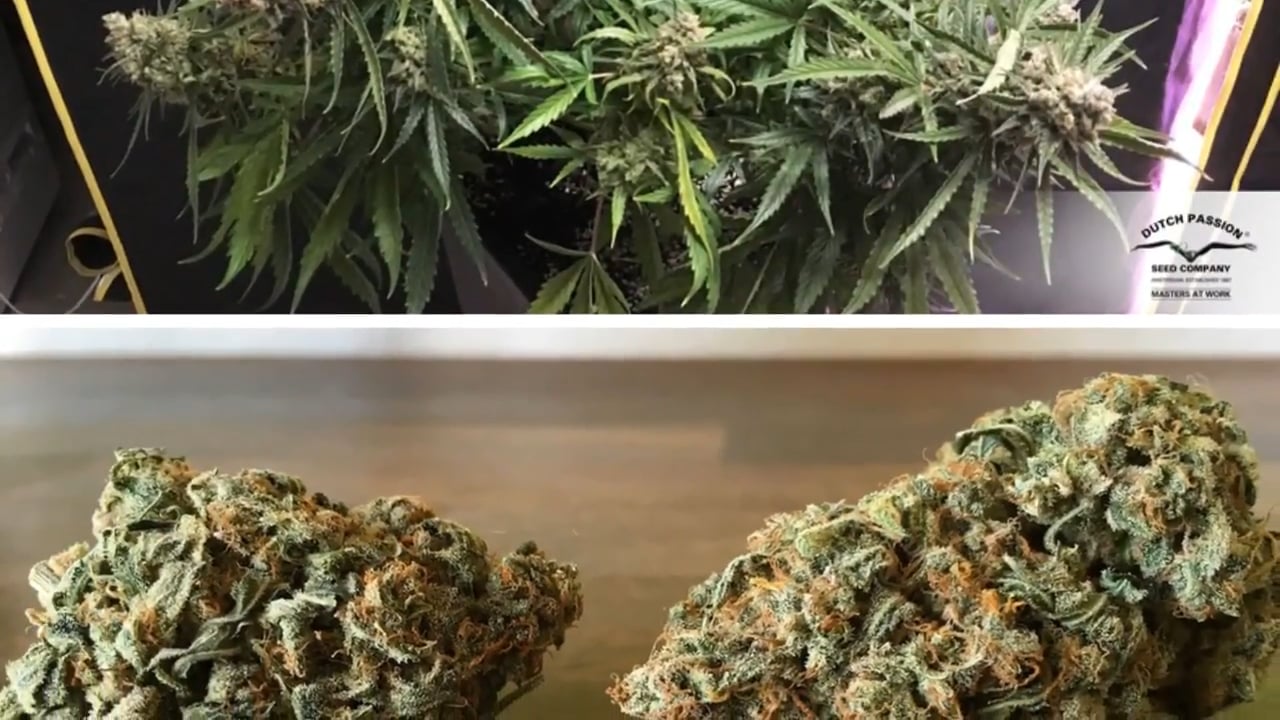 Cuanto cuesta una planta de marihuanas 2022