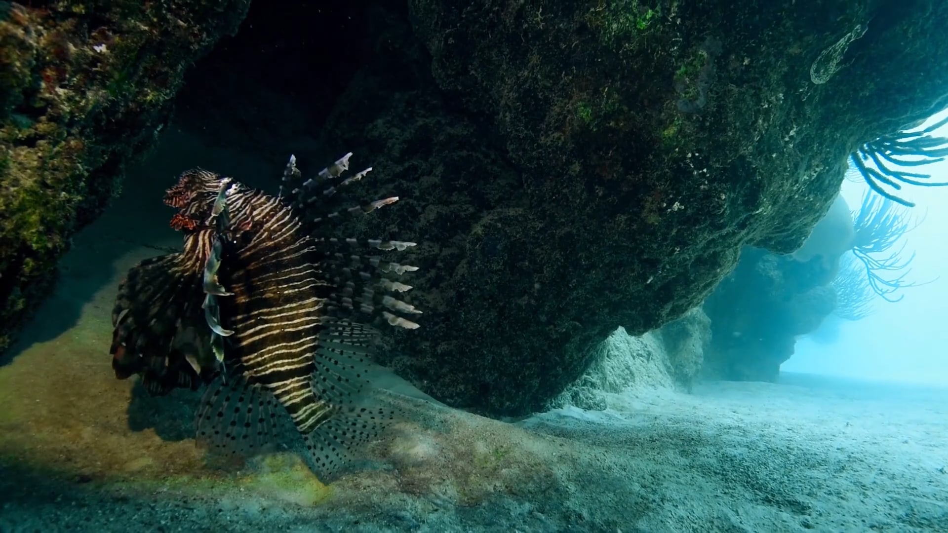 Lionfish Hunting 101
