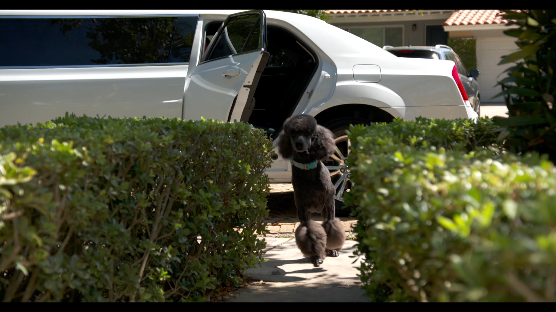 THE BOW-CHELOR - All 4 Episodes!