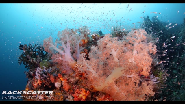 1DC Underwater 4K Footage - by Joel Penner