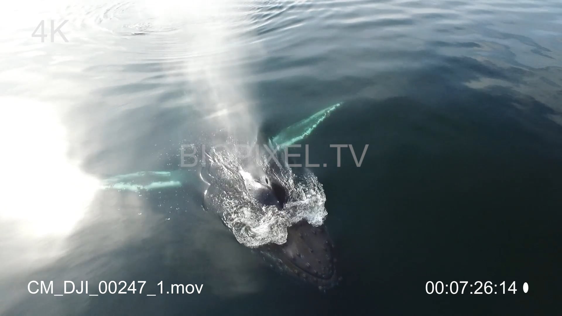 4K Whales Humpback Whale - Aerial - Humpback Whales Alaska 4K 2 On Vimeo