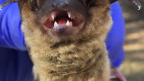 Thumbnail of video titled: Releasing a vampire bat found in the attic