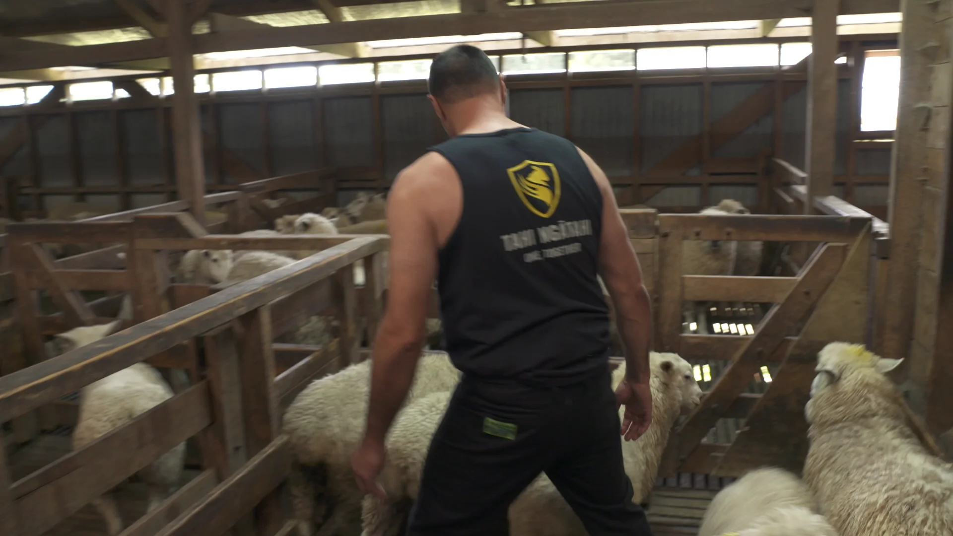 26 - Catch & drag sheep on Vimeo