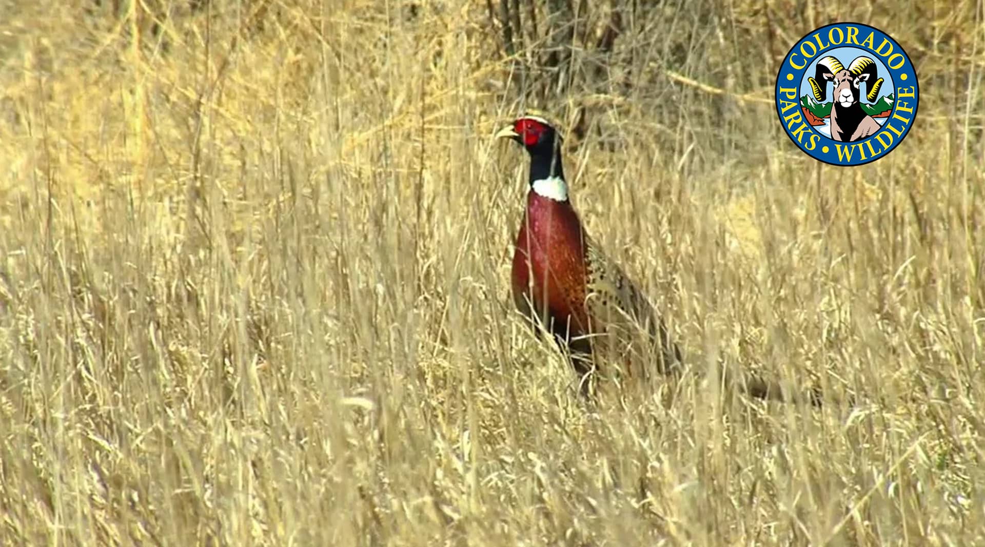 Pheasant Hunting Colorado on Vimeo