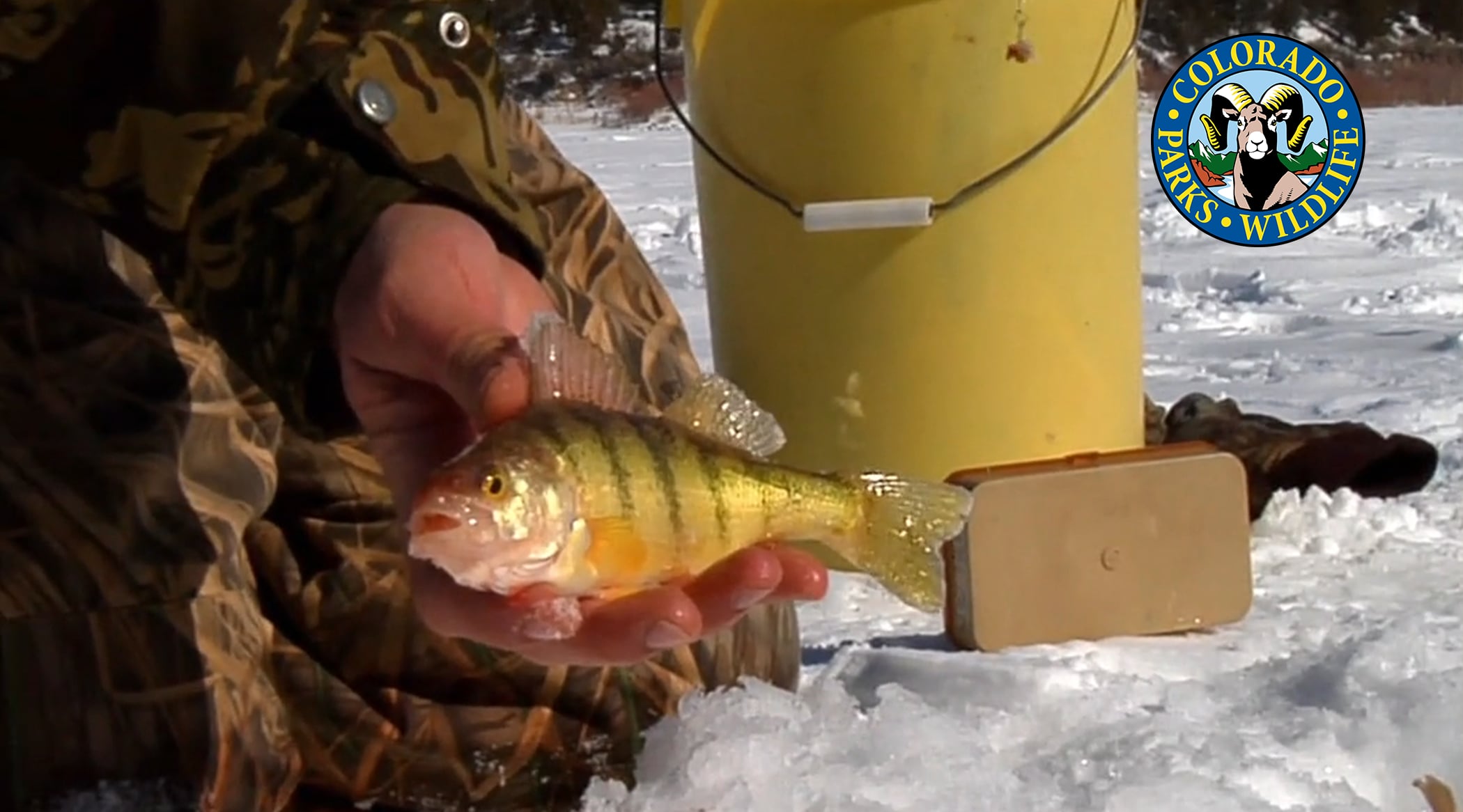 Ice Fishing Yellow Perch on Vimeo
