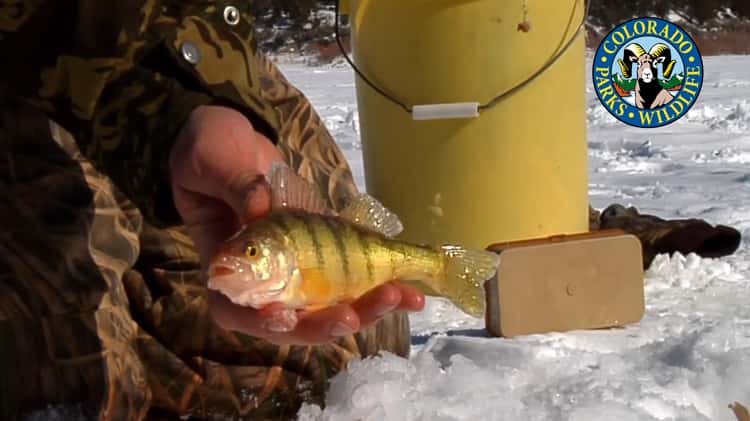 Ice Fishing - Yellow Perch on Vimeo