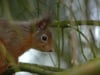 red squirrels in the Lake District