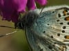 silver studded blue butterflies in Snowdonia
