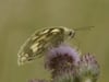 Marbled white butterflies in The Cotswolds