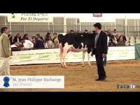 Vacas ata 30 meses