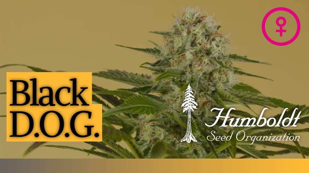 Black D O G Of Humboldt Seeds Fenotipo Indico