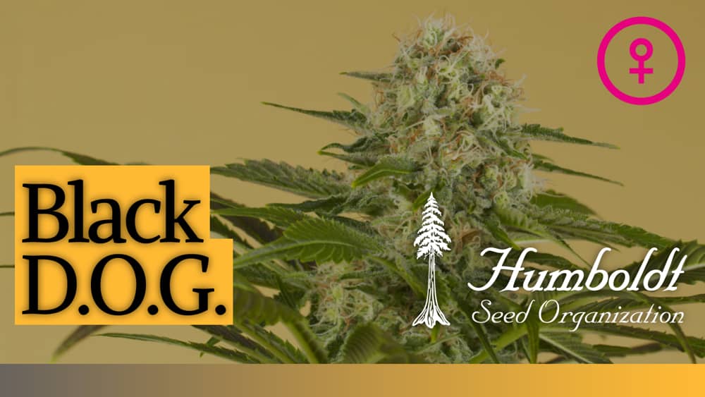 Black D O G Kaufen Humboldt Seeds