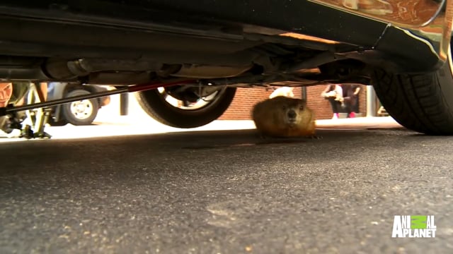Related Embedded Video Item Thumbnail