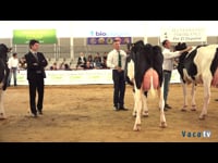 Vaca joven campeona