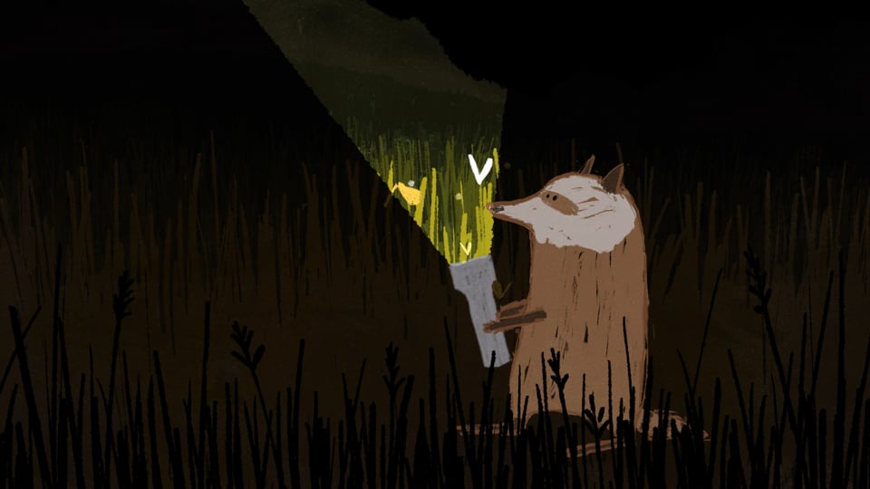 Raccoon and the Light