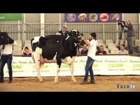 Vaca adulta campeona