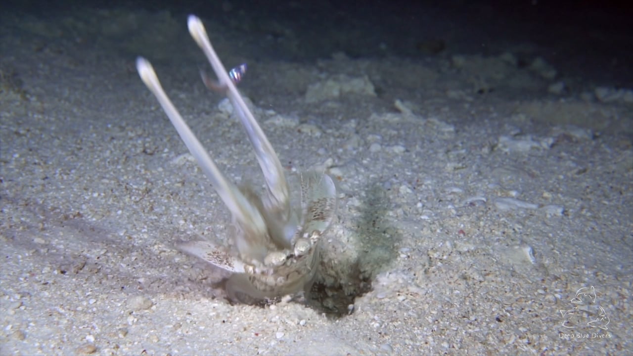Deep Blue Divers | April Highlights 2018
