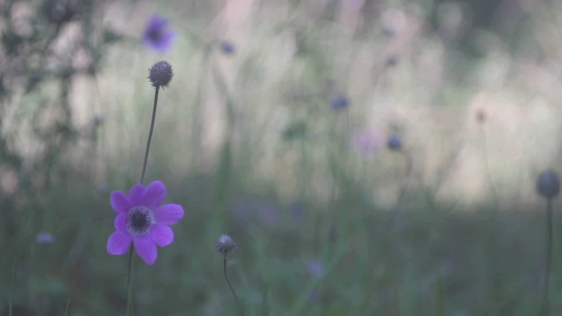 YUBI Documentary Film Official Teaser