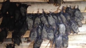 Thumbnail of video titled: Removing bats from gable vents