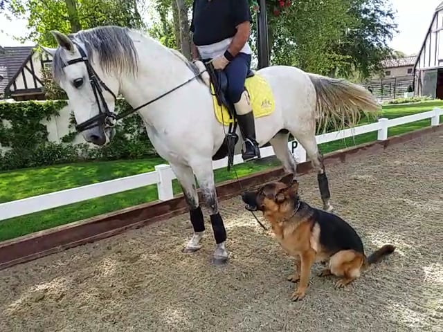 German Shepherd Walking With a Horse