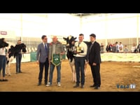 Vaca gran campeona