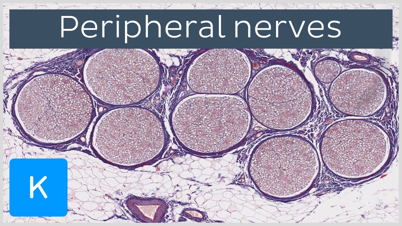 free nerve endings histology