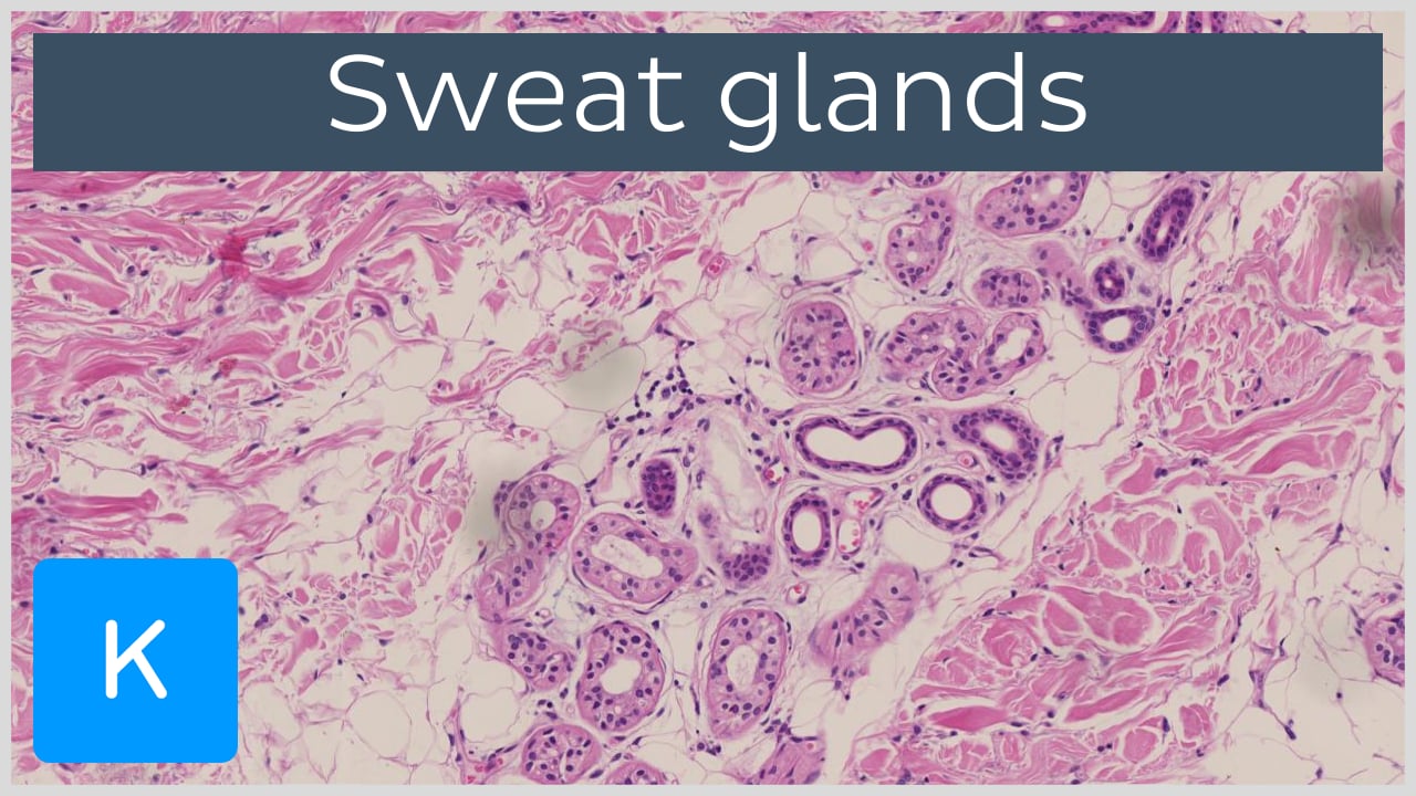 eccrine sweat glands on body