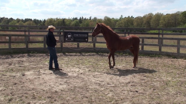 Whinny Works Clinic Beth & Copper 4/14/18