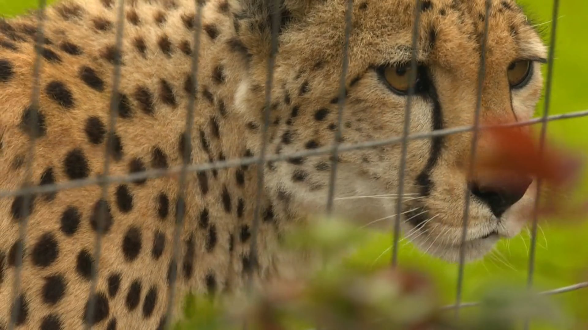 Safari West: Saving The Sonoma Serengeti
