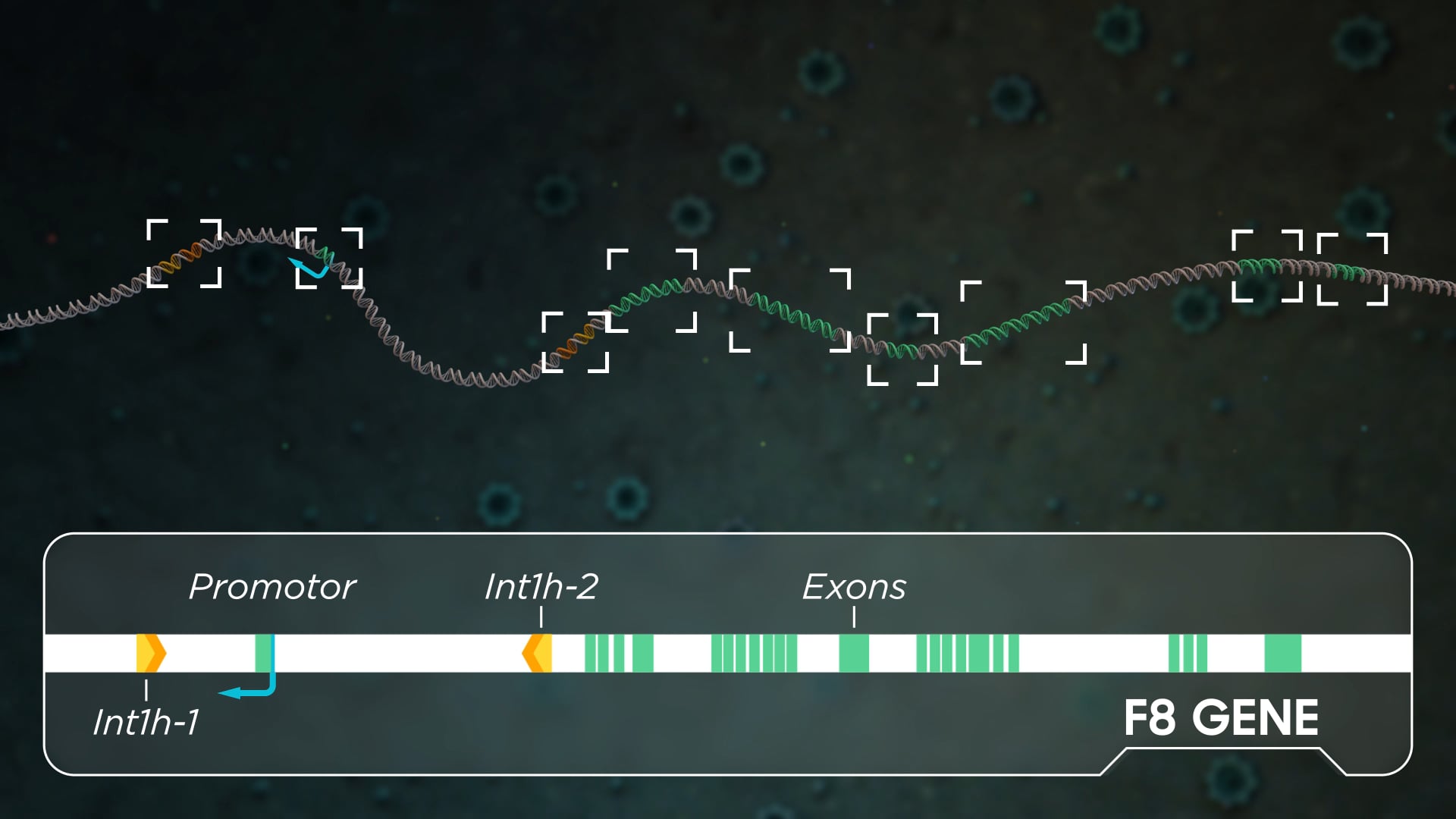 Designer Recombinase - Inversion on Vimeo
